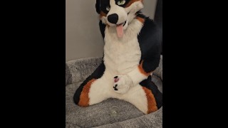 Fertility Check! Stud Dog @AngryBarks Milks his Heavy Balls and puts his Cum under a Microscope💦🔬